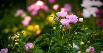 A vibrant tree peony garden in full bloom at Lauritzen Gardens in May 2015.