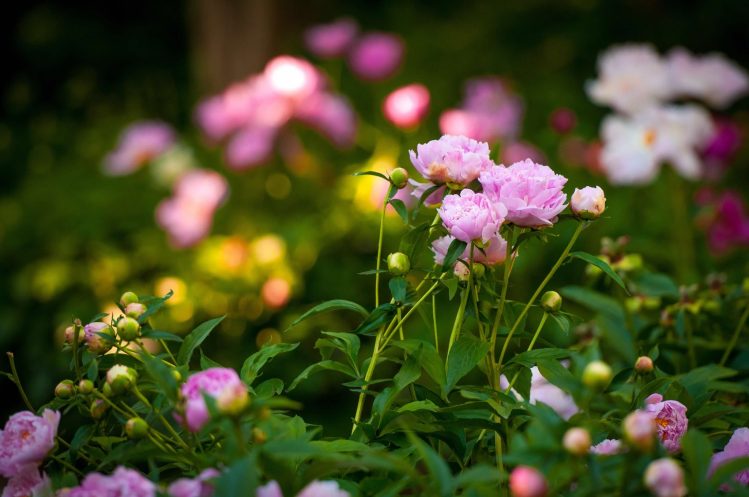A vibrant tree peony garden in full bloom at Lauritzen Gardens in May 2015.