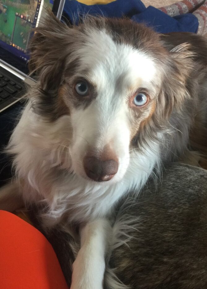 Zoe, a beautiful Australian Shepherd, looks at the camera. 