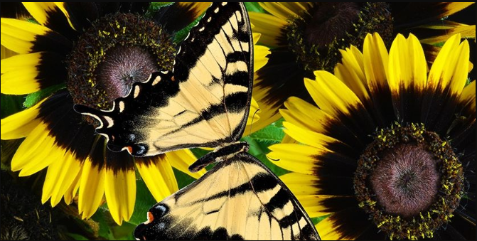 Promotional artwork with yellow daisies and a butterfly representing an environmental awareness event.