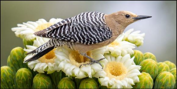 Promotional photo of a bird perched on a flower for a nature photography exhibit by Patrick.
