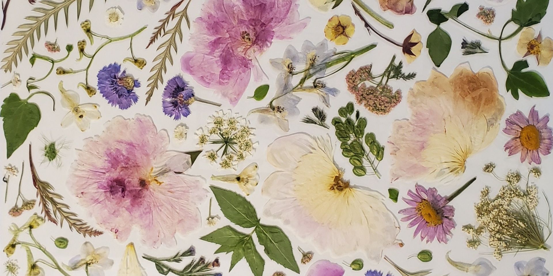 Different types of pressed flowers.