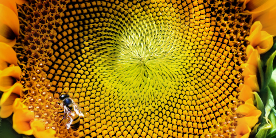 Close up of a flower with a bee on it.