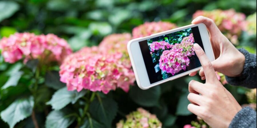A person taking photograph on a phone