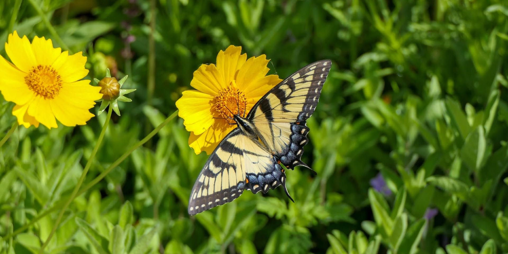 Butterfly on a flower