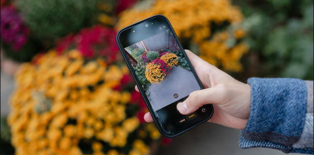 Person taking picture of flowers on a phone